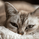 chat malade